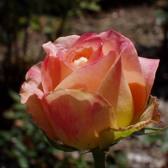 Meet your Posher, Erica - Picture 1 of 1